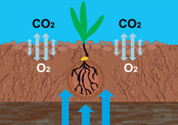 Сеялка Веста 6(8)